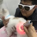 용산동물병원 이미지