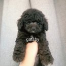 명품애견 이미지