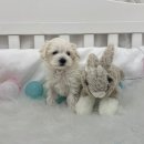 이브애견샵 이미지