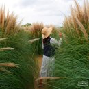 대저생태공원 입구 맞은편(대저1동 2314-1) | 부산 가을 가볼만한곳 부산 대저생태공원 핑크뮬리 팜파스 나들이