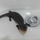 똥싸개 이미지