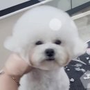 숑블리 이미지