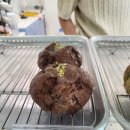 무무스콘(moo moo scone)