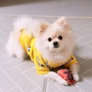 브이아이피서비스 이미지