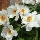 호성농장 이미지