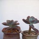 오팔농장 이미지