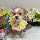 뉴데이 반려견 미용실 이미지