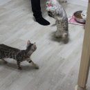 날라리 캣 이미지