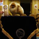 강남켄넬 이미지