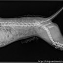 선부중앙동물의료센터 이미지