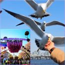 봄꽃힐링투어 | 🌸 여의도 봄꽃축제 + 하이서울크루즈 + 한강공원 피크닉 완벽 코스 (서울 봄나들이 추천)