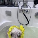 비주앙쥬 이미지