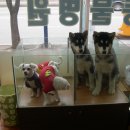관우와 장비