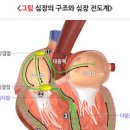 심실 빈맥 뜻 증상 치료 예방 갑자기 심장이 빠르게 뛸 때 이미지