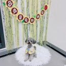 모여라댕댕이 | 김포 강아지 유치원 모여라댕댕이 애견유치원 등원