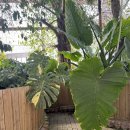 (주)아산레일바이크 | 아산 세계꽃식물원 관람후기 및 근처 맛집