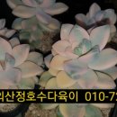 살구미농장 네이버블로그