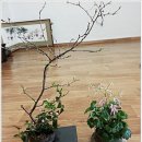 회원다실 이미지