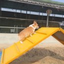 윤선생애견훈련소 이미지