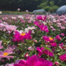 한주 꿀벌 농장 | 평택 마안산 작약농원 작약 다듬는법,작약 꽃이 안필때,그리고 작약축제 후기~~♡