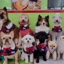 하울 애견 유치원 이미지