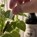 새솔환경개발㈜ | 고급 친환경 액상 식물영양제 세솔 사용법 초보 식집사 후기