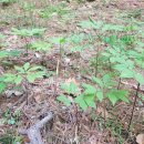 강림면351 이미지