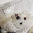 270-1525 | [대구/달서구왁싱] 죽전동 눈썹,남자브라질리언왁싱 후기 "팔공뷰티 왁싱 달서죽전점"