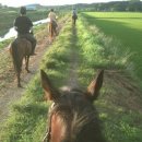 당진 승마장 이미지