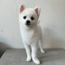 도그몽드 이미지