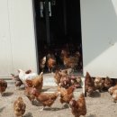 에덴축산 이미지