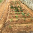 유안농장 이미지