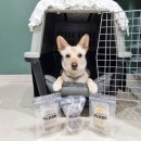 푸드포퍼피 이미지