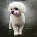 멍군애견 이미지