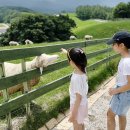 무릉축산 | [평창 아이와 가볼만한 곳] 대관령 양떼목장(+준비물, 근처 맛있는 식당)