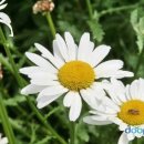 야생화꽃자수 이미지