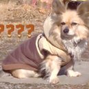 부장목장 이미지