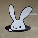 미방 제가 찍은 토끼굴이에요 이거 찍다가 토끼한테 맞았어요 이미지