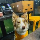 보리네집 | 이천 애견펜션 보리네집 지산포레스트 추천 내돈내산