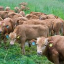 머슴한우 이미지