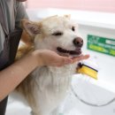 종로애견미용 이미지