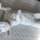 화원연합동물병원 이미지