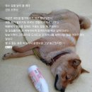 게다 이미지