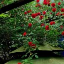 달구벌대로 이미지