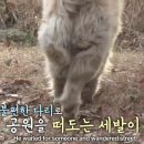 노원N동물의료센터 이미지