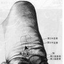 수화목