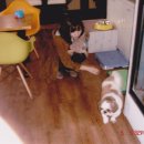 쁘띠시앙 이미지