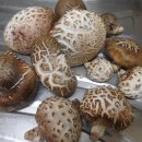 산골버섯 이미지