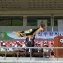 망마경기장 Daum카페