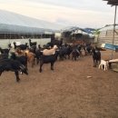 덕산 흑염소 농장 이미지